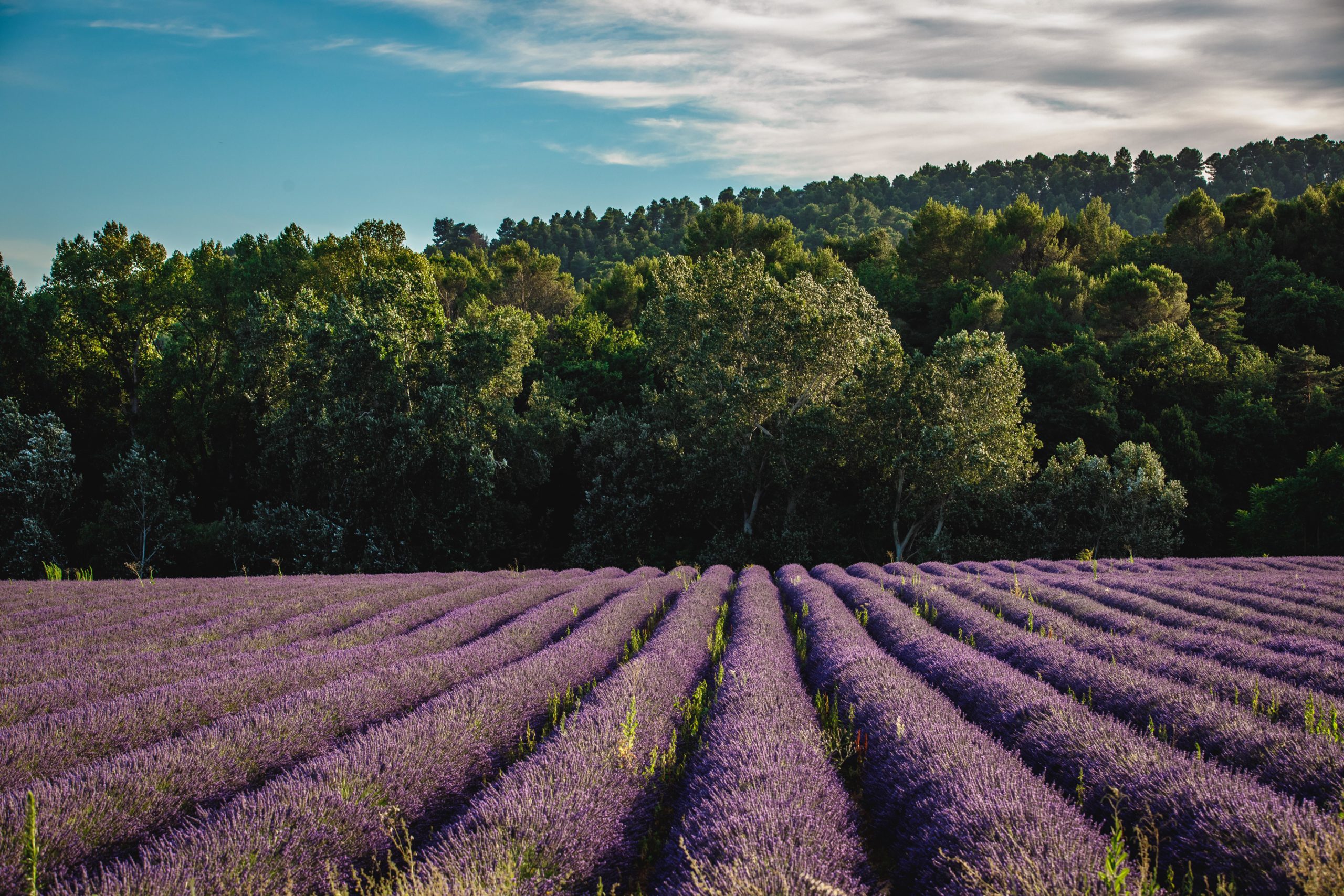 La Divine Comédie - Champ de Lavende